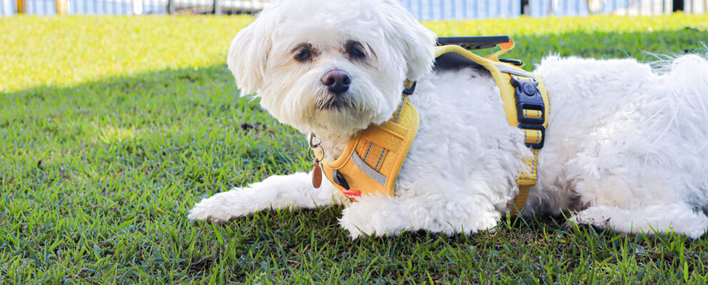 Pet Friendly Holiday Homes in Yamba